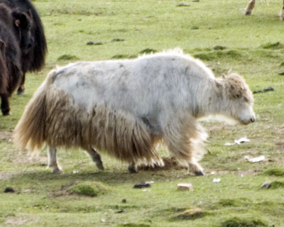 ploed whate yak cow in Tibet